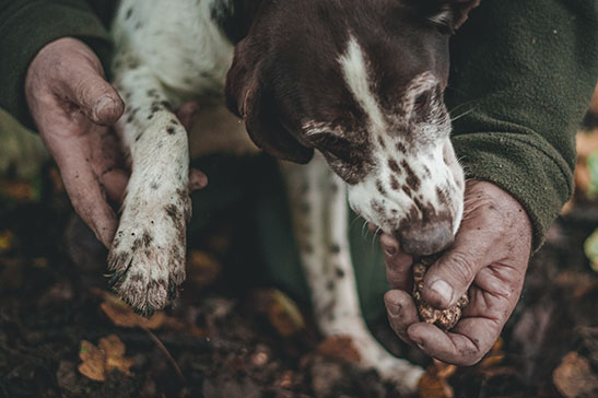 Atualmente são utilizados cães para "caçar" Trufas.