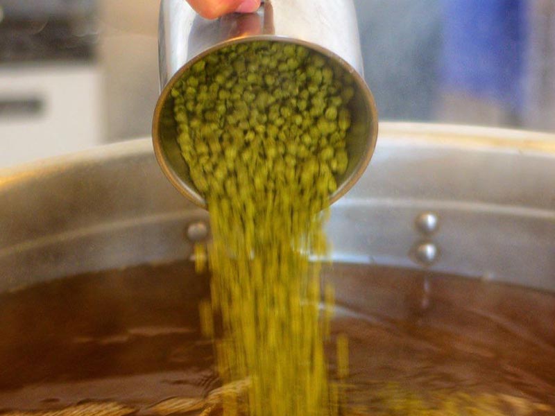cervejaria hibrida levedura