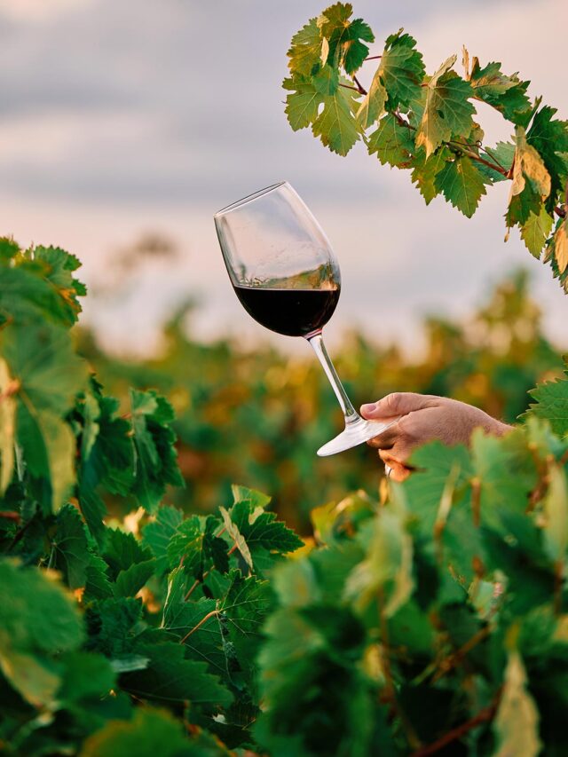 Touriga Nacional: A Nobre Uva Portuguesa