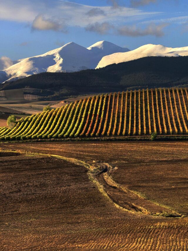 Rioja: Uma Viagem Pelos Vinhos Prestigiados da Espanha