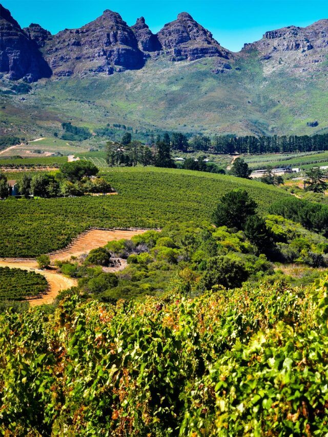 Explorando os Vinhos Excepcionais da África do Sul